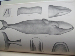 Recent Memoirs of the Cetacea