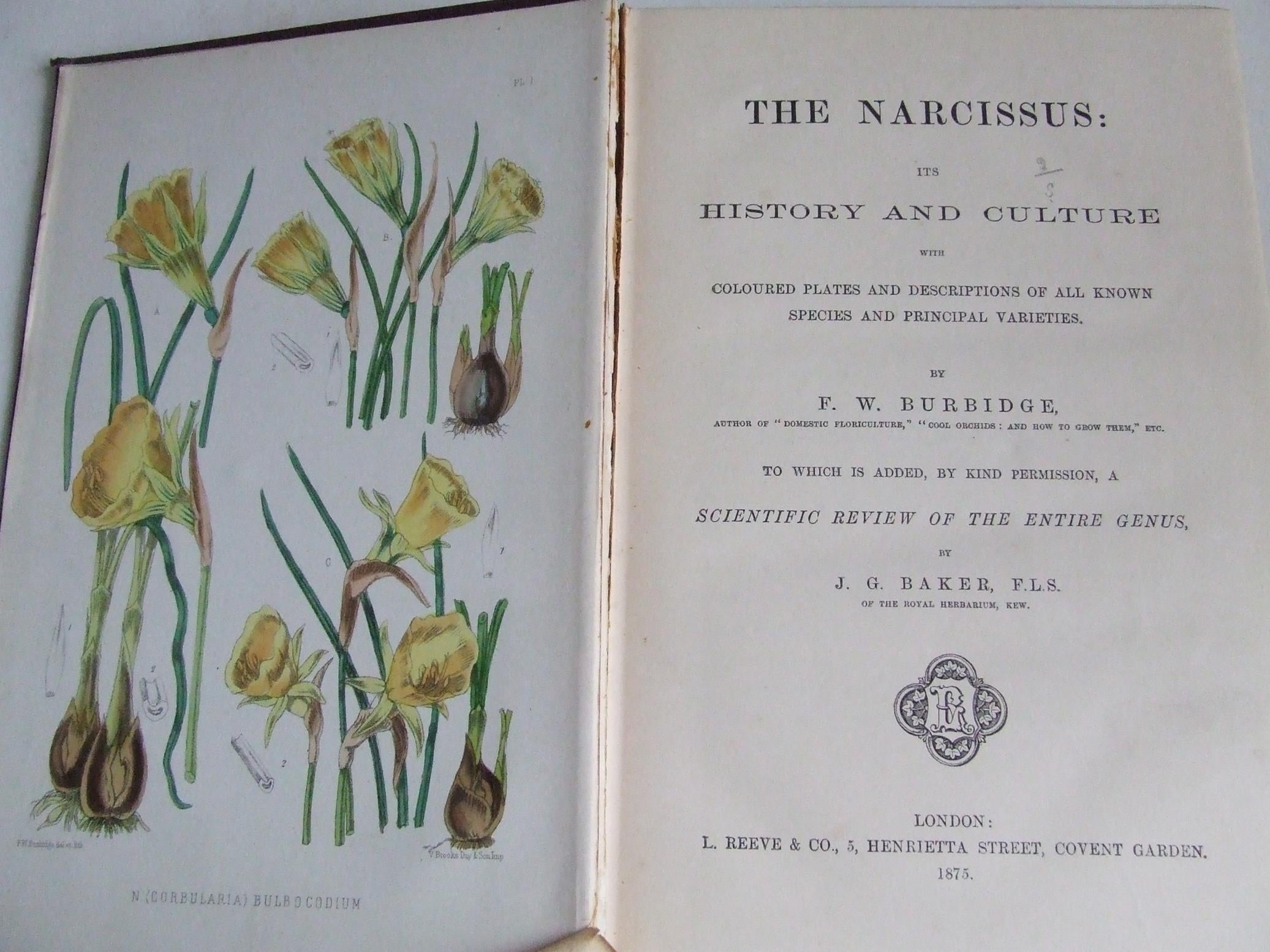 The Narcissus: its history and culture, with coloured plates and descriptions of all known species and principal varieties