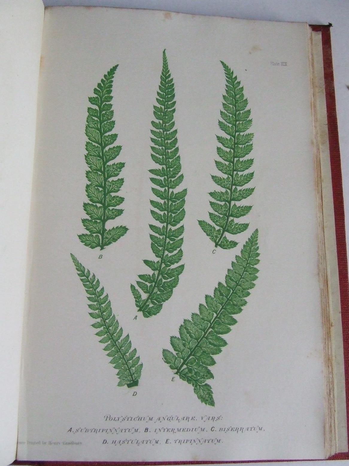 Nature-Printed British Ferns