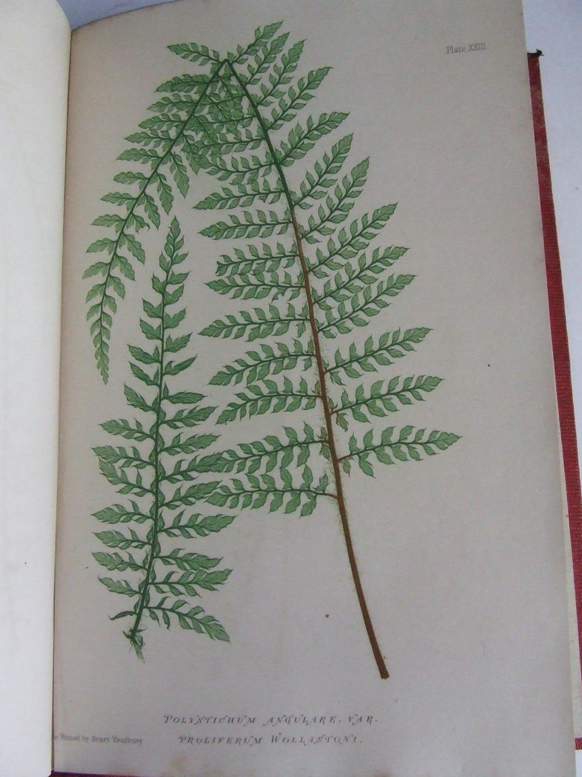 Nature-Printed British Ferns