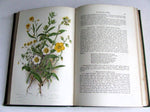 The Flowering Plants of Great Britain
