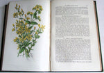 The Flowering Plants of Great Britain