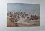 Game Birds and Wild-Fowl of Great Britain and Ireland