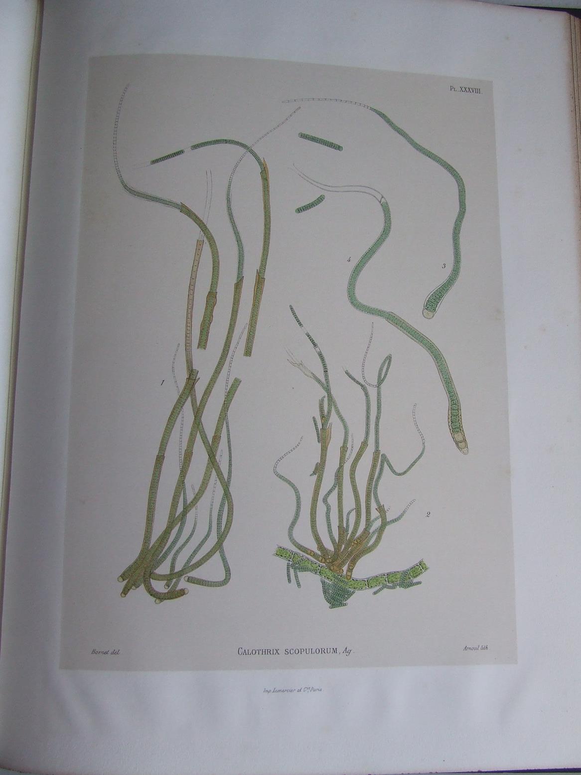 Notes Algologiques recueil d'observations sur les algues