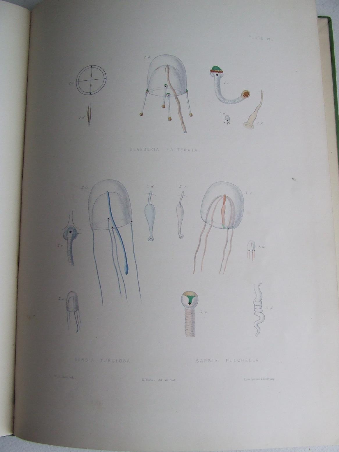 A Monograph of the British Naked-Eyed Medusae